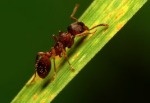 Ants